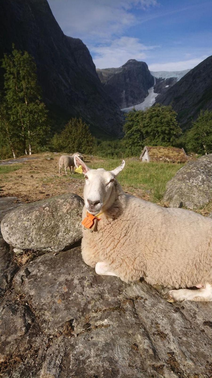 Trollbu Aabrekk Gard Villa Briksdalsbre Exterior foto